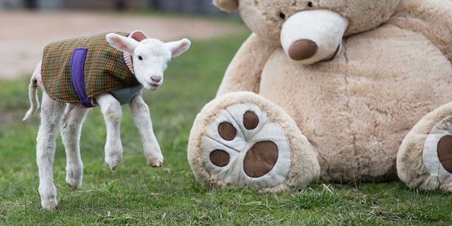 Orphaned lamb