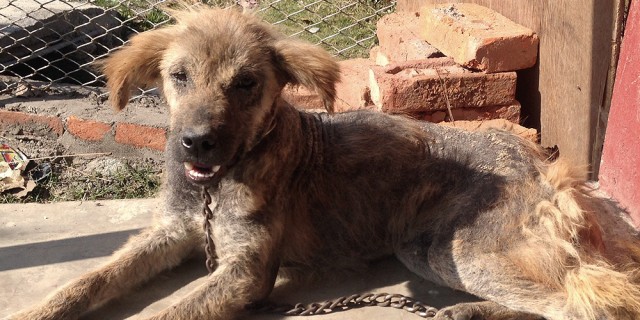 Himalayan Animal Treatment Centre UK 1