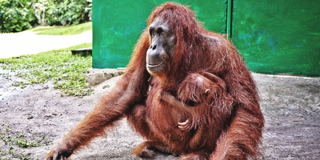 Orangutan Borneoa
