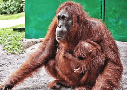 Planting 100 trees in Borneo