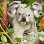 Supporting injured Koalas