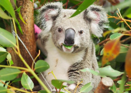 Supporting injured Koalas