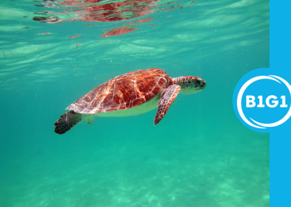 Protecting Wildlife and Habitats: How Your Support Helps Nature Thrive