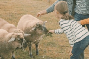 person petting sheep