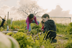 people growing vegetables